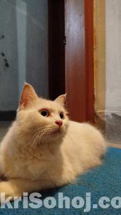 Turkish angora